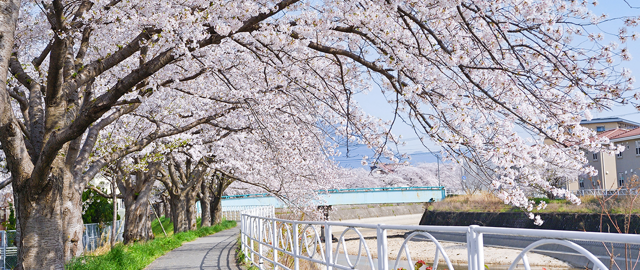 桜並木イメージ